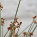Hardstem Bulrush - Photo (c) Mike Patterson, some rights reserved (CC BY-NC), uploaded by Mike Patterson