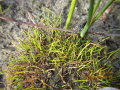Isolepis basilaris