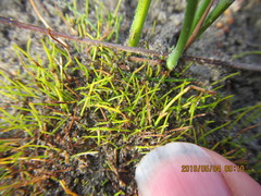 Isolepis basilaris
