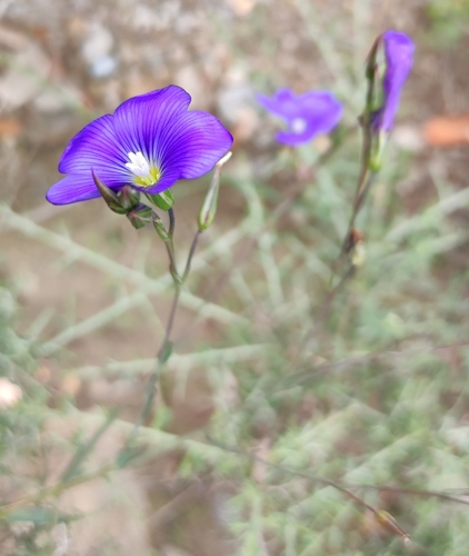 Flax (Linum narbonense)