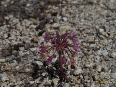 Allium campanulatum