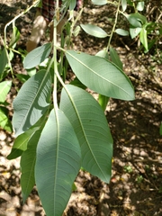 Salix paradoxa