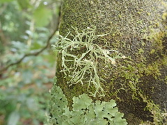 Ramalina glaucescens