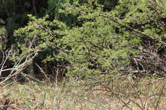 Spizella atrogularis