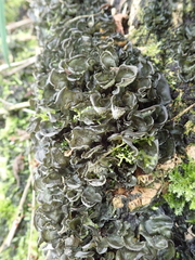 Leptogium malmei