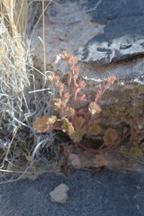 Phacelia rotundifolia