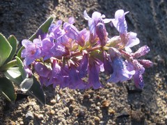 Penstemon immanifestus