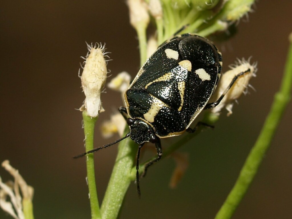 Cabbage Bug