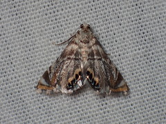 Eoparargyractis irroratalis