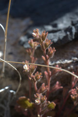 Phacelia rotundifolia