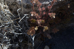 Phacelia rotundifolia