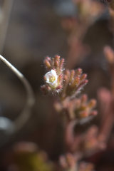 Phacelia rotundifolia