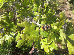 Cephenemyia