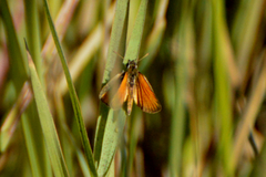 Ancyloxypha nitedula