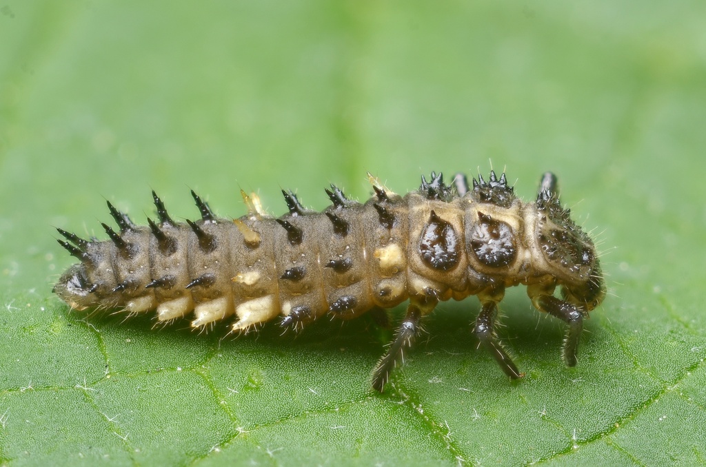 Cream-spotted Ladybird