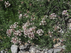 Asperula pubescens