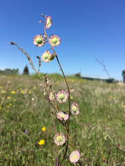 Thysanocarpus radians