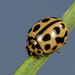 16-spot Ladybird - Photo (c) Gilles San Martin, some rights reserved (CC BY-SA)