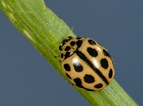 Šešiolikataškė Boružė nuotrauka