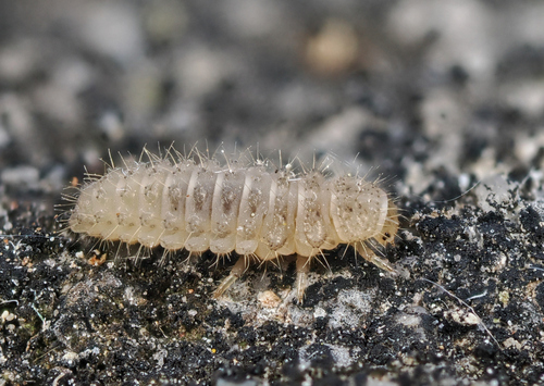 Šešiolikataškė Boružė nuotrauka