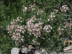 Asperula pubescens