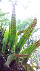 Pleopeltis crassinervata