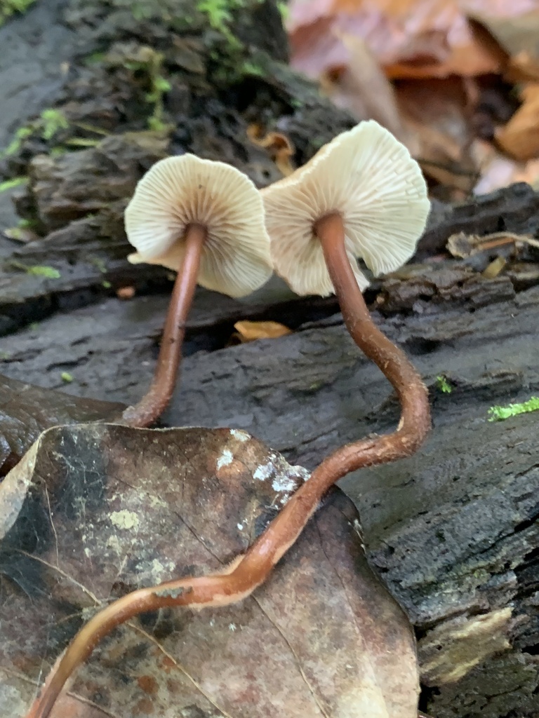Gymnopus semihirtipes