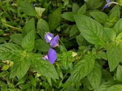 Achetaria azurea