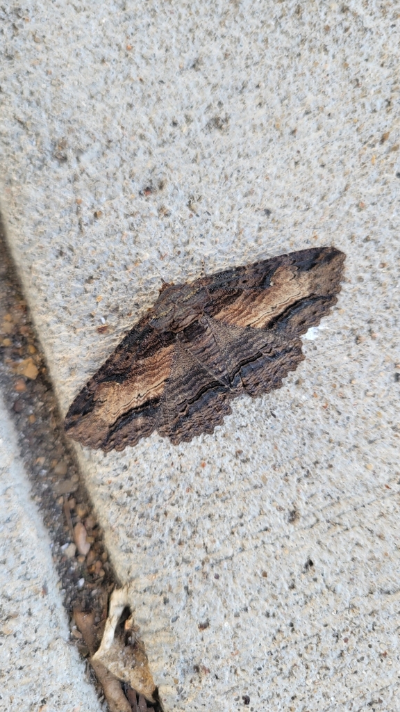 Lunate Zale Moth from Plano, TX 75074, USA on May 7, 2024 at 08:43 AM ...