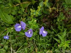 Achetaria azurea