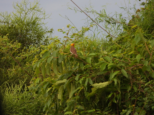 Sakalava Weaver (Ploceus sakalava), photo 6