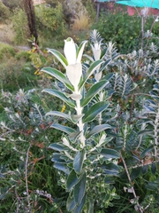Buddleja coriacea