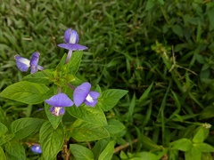 Achetaria azurea