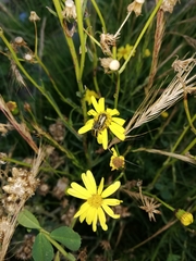 Astylus vittaticollis