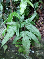 Tectaria subtriphylla