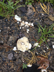 Meleagris gallopavo silvestris