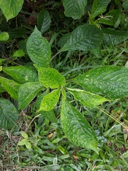 Strobilanthes crispus