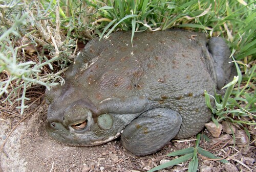 Sonoran Desert Toad