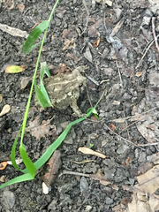 Anaxyrus fowleri