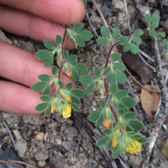 Acmispon brachycarpus