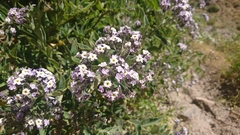 Heliotropium arborescens