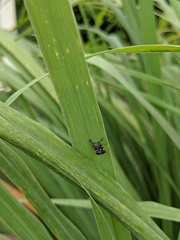 Elasmoscelis perforata