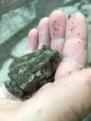 Anaxyrus fowleri