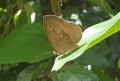 Aricoris constantius