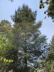 Abies religiosa
