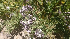 Heliotropium arborescens