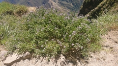 Heliotropium arborescens