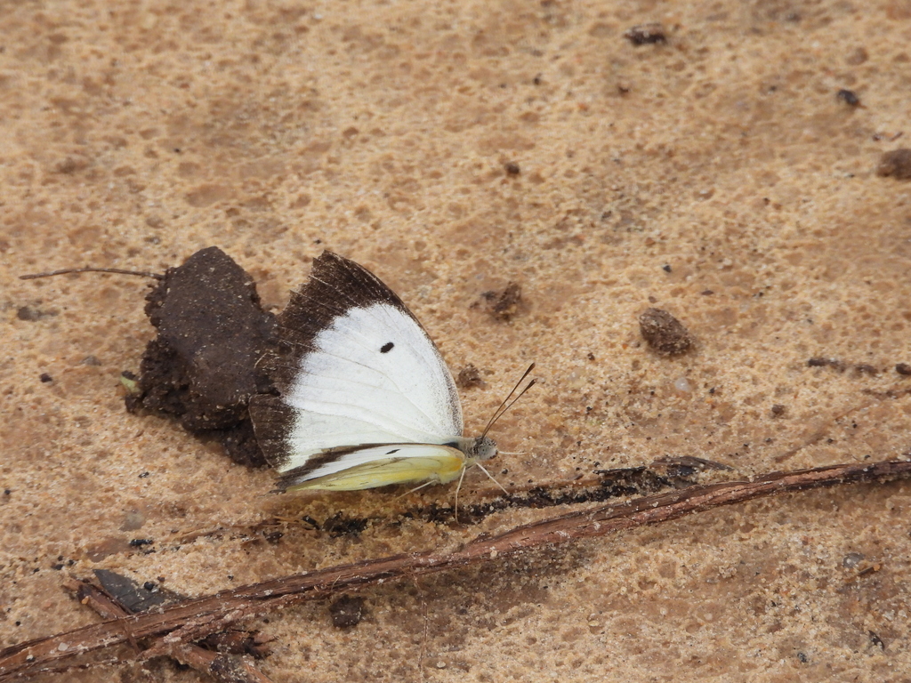 Colotis mananhari