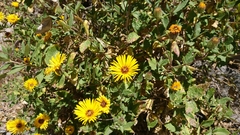 Chionopappus benthamii