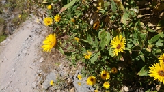 Chionopappus benthamii